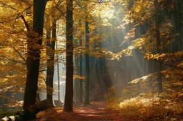 Herbstwald