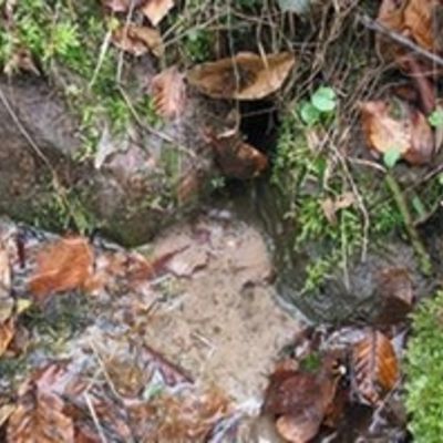 Sturzquelle Schiffenberg