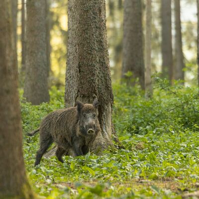Wildschwein in einem Wald