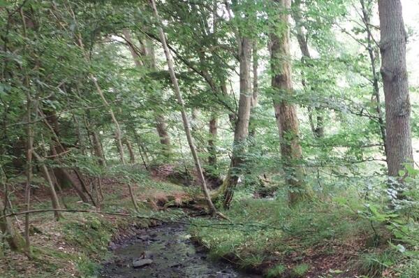 Ein Bach schl�ngelt sich durch einen Wald