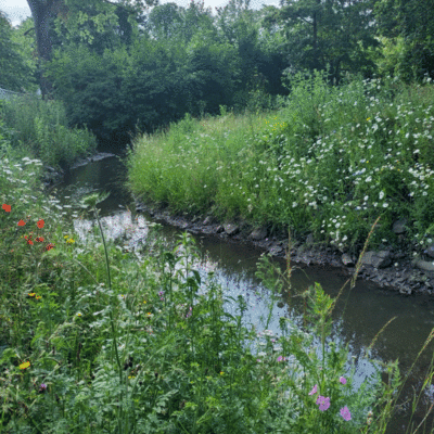 Uferbegrnung mit Frhlingsblumen (Mai 2025)