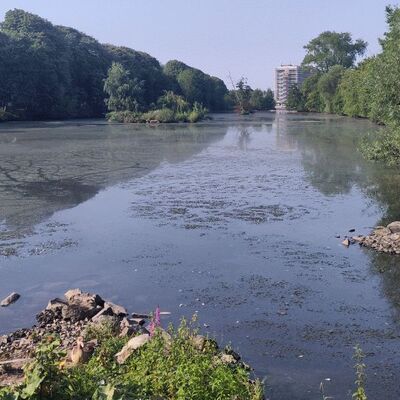 Biofilm auf dem Schwanenteich am 15.08.2025