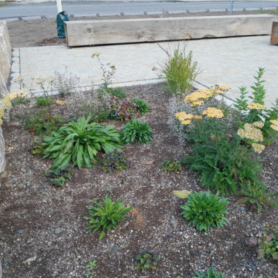 Staudenbepflanzung am Sitzplatz Allendorf