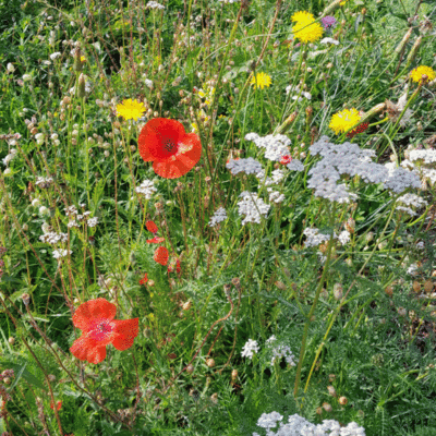 Grn mit trockenresistenten Blhpflanzen in Allendorf