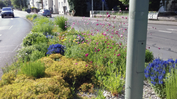 Staudenflur Verkehrinsel