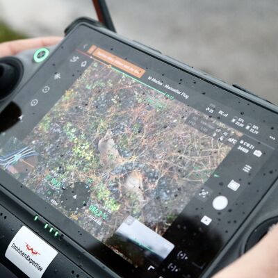 Zwei Rehe liegen im Dickicht - mit der Drohne konnten sie entdeckt werden, ohne sie zu st�ren.