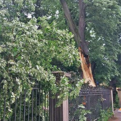 Aufgrund von zentraler Stammf�ule ist ein Teil der Krone der Lindes ausgebrochen. Die Verkehrssicherheit ist gef�hrdet.