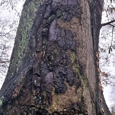 Die schlechte Vitalit�t der Linde ist zum Beispiel an �berwallungswulst und darunterliegender Stammf�ule zu erkennen.