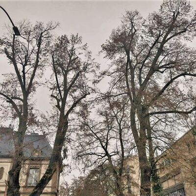 Die Kronen der Linden sind zur�ckgetrocknet und zeigen eine schlechte Vitalit�t.