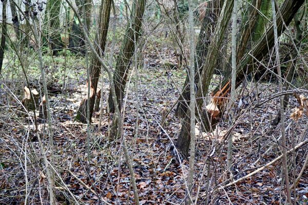 Der kleine Nager ist sehr flei�ig im Uferbereich der Wieseck.