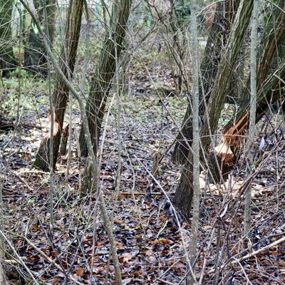 Biber an der Wieseck