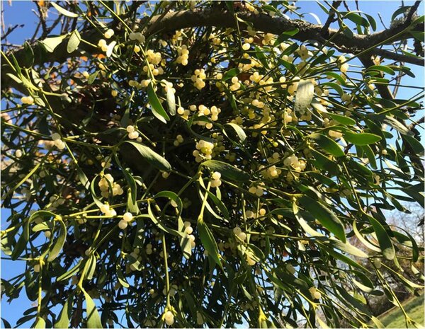 Laubholzmistel Nahaufnahme