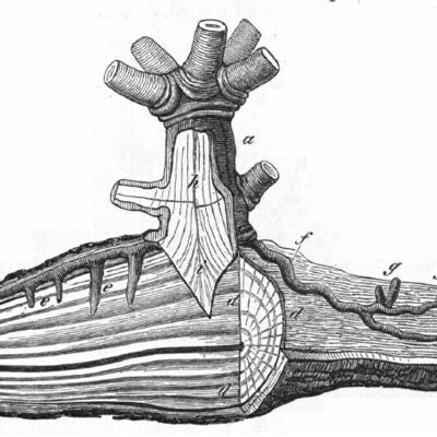 Haustorium der Wei�beerigen Mistel. Aus: Julius Sachs: Vorlesungen �ber
Pflanzenphysiologie, zweite Auflage, Leipzig 1887
Beschreibung: a = unterer Teil des Stammes der Mistel; h = Holz der Mistel, i = Hauptwurzel der
Mistel; f = Wurzeln der Mistel, die in der Rinde (c) des Baumastes wachsen; g = Knospen der
Mistel; e = Senker; bei d Halbquerschnitt durch das Holz (b) des Wirtes.