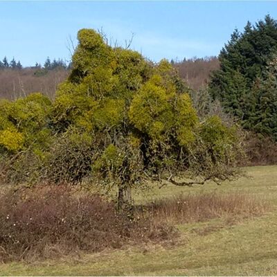 Apfelbaum mit starkem Mistelbefall