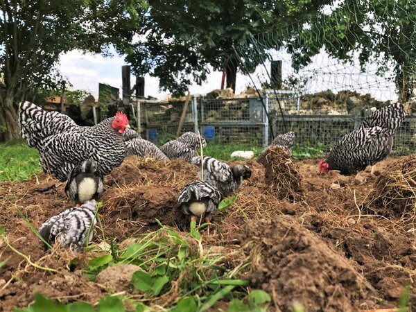 H&uuml;hner drau&szlig;en