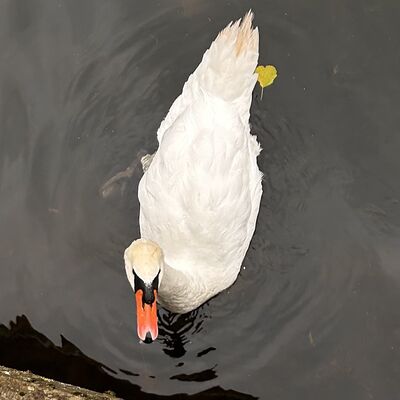 Schwan in den Wiesecker Teichen
