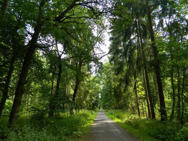 Wanderweg im Schiffenberger Wald