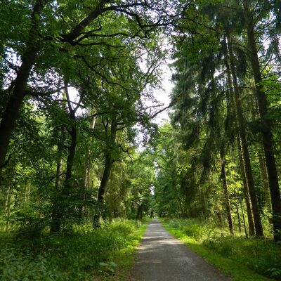 Wanderweg im Schiffenberger Wald