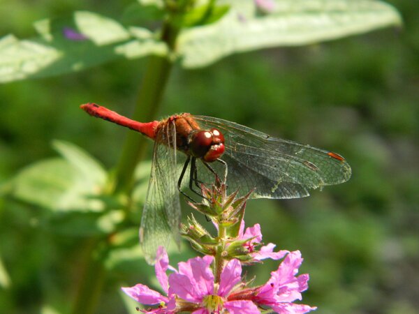 Libelle auf einer Bl�te