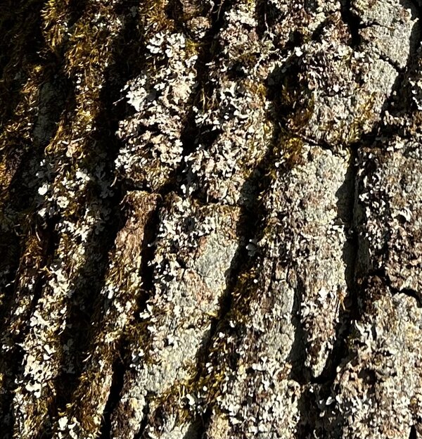 Flechten an einer Baumrinde