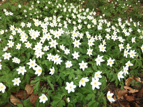 Buschwindr�schen-2014-04-06-2