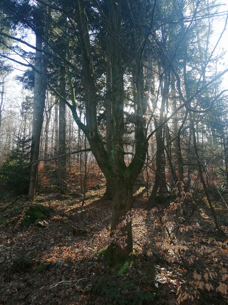 Foto eines Waldes zur Veranstaltung Abendliches Sommer-Waldbad im Schiffenberger Wald