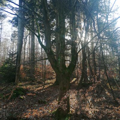 Foto eines Waldes zur Veranstaltung Abendliches Sommer-Waldbad im Schiffenberger Wald
