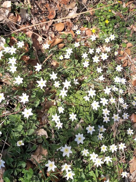 Fotografie von Blumen zur Veranstaltung Waldbaden trifft auf Poesie