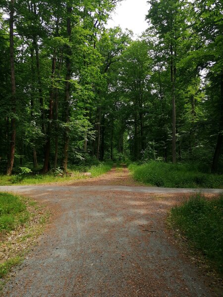 Foto eines Waldes zur Veranstaltung Waldbaden f�r Menschen mit Gehbehinderung