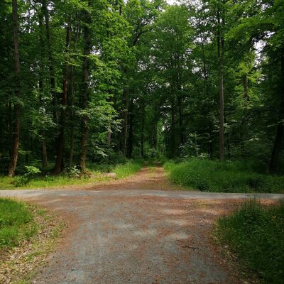 Foto eines Waldes zur Veranstaltung Waldbaden f&uuml;r Menschen mit Gehbehinderung