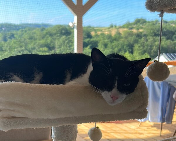 Katze ruht sich auf Kratzbaum im Sommer bei Hitze aus