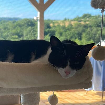 Katze ruht sich auf Kratzbaum im Sommer bei Hitze aus