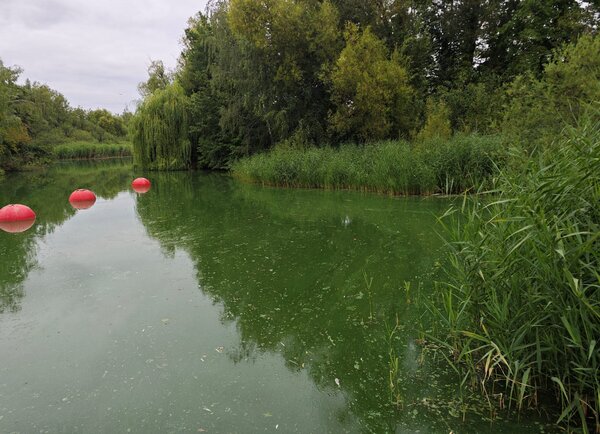 Neuer Teich - Durch die Hitze 2026 haben Blaualgen das Wasser gr�nlich verf�rbt