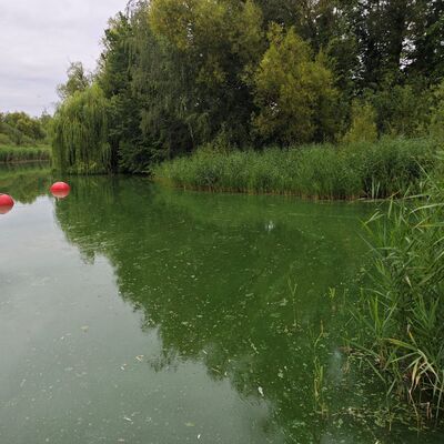 Neuer Teich - Durch die Hitze 2026 haben Blaualgen das Wasser gr&uuml;nlich verf&auml;rbt