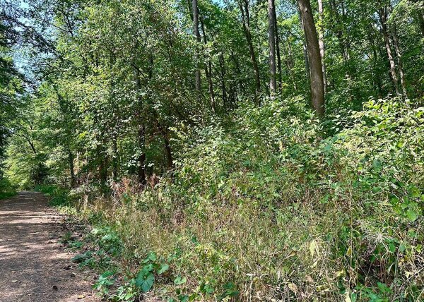 Trockenheit im Wald