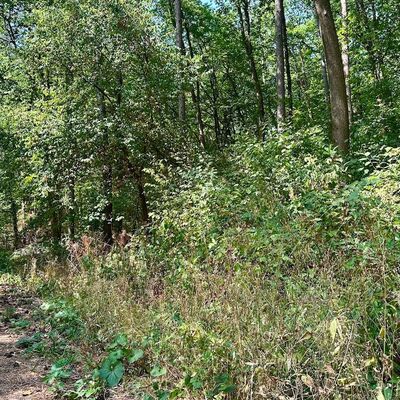Trockenheit im Wald