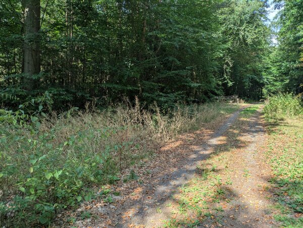 Aufnahme im Wald - trockene Vegetation