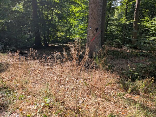 Hitze-trockenheit-symbolbild-waldbrand
