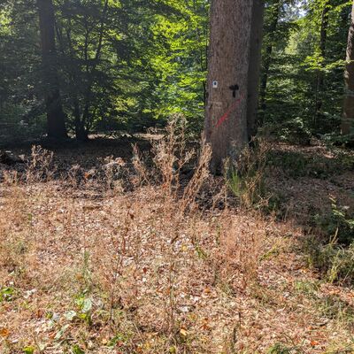 Foto eines trockenen Waldes