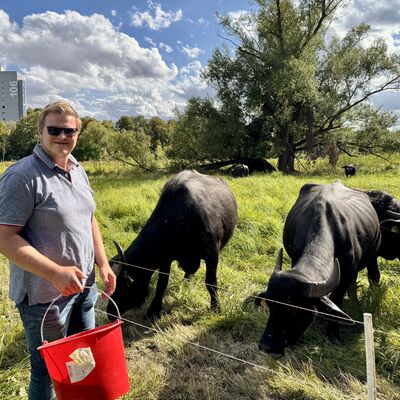 Landwirt Nick Henrich mit seinen Wasserb�ffeln