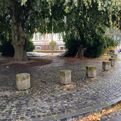 H�ngebuche vor Entsiegelung