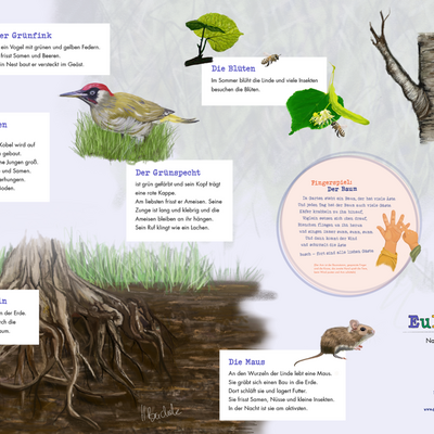 <b>Der Gr&uuml;nfink:</b> ist ein Vogel mit gr&uuml;nen und gelben Federn. Er frisst Samen und Beeren. Sein Nest baut er versteckt im Ge&auml;st.</br>
<b>Die Bl&uuml;ten:</b> Im Sommer bl&uuml;ht die Linde und viele Insekten besuchen die Bl&uuml;ten.</br>
<b>Das Eichh&ouml;rnchen:</b> klettert geschickt im Baum. Sein Nest hei&szlig;t Kobel. Der Kobel wird auf &Auml;sten direkt am Baumstamm gebaut. Dort schl&auml;ft es und zieht seine Jungen gro&szlig;. Im Herbst sammelt es N&uuml;sse und Samen. Sonst w&uuml;rde es im Winter verhungern. Die Vorr&auml;te vergr&auml;bt es im Boden.</br>
<b>Der Gr&uuml;nspecht:</b> ist gr&uuml;n gef&auml;rbt und sein Kopf tr&auml;gt eine rote Kappe. Am liebsten frisst er Ameisen. Seine Zunge ist lang und klebrig und die Ameisen bleiben an ihr h&auml;ngen. Sein Ruf klingt wie ein Lachen.</br>
<b>Die Rinde:</b> sch&uuml;tzt den Baum wie eine Haut. Auf ihr wachsen Moos und Flechten. In Rissen der Rinde leben kleine Insekten. F&uuml;r viele Tiere ist die Rinde ein Zuhause.</br>
<b>Die Wurzeln:</b> halten den Baum in der Erde. Wasser kommt durch die Wurzeln in den Baum.</br>
<b>Die Maus:</b> An den Wurzeln der Linde lebt eine Maus. Sie gr&auml;bt sich einen Bau in die Erde. Dort schl&auml;ft sie und lagert Futter. Sie frisst Samen, N&uuml;sse und kleine Insekten. In der Nacht ist sie am aktivsten.
