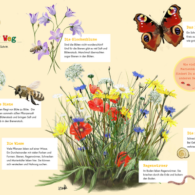 <b>Die Glockenblume:</b> Sind die Bl&uuml;ten nicht wundersch&ouml;n? Und f&uuml;r die Bienen gibt es viel Saft und Bl&uuml;tenstaub. Manchmal &uuml;bernachten sogar Bienen in den Bl&uuml;ten.</br>
<b>Das Pfauenauge:</b> Ein Schmetterling mit einem bunten Kreis auf jedem Fl&uuml;gel. Sie sehen aus wie gro&szlig;e Augen.</br>
<b>Die Biene:</b> Bienen fliegt von Bl&uuml;te zu Bl&uuml;te. Die Bienen sammeln s&uuml;&szlig;en Pflanzensaft und Bl&uuml;tenstaub und bringen Saft und Staub in den Bienenstock.</br>
<b>Die Wiese:</b> Viele Pflanzen leben auf einer Wiese. Ein Durcheinander mit vielen Farben und Formen. Bienen, Regenw&uuml;rmer, Schnecken und Marienk&auml;fer leben hier. Sie k&ouml;nnen sich verstecken und Nahrung suchen.</br>
<b>Die Schnecke:</b> Schnecken fressen gerne Pflanzen. Bei Gefahr k&ouml;nnen sie sich in ihr Haus verkriechen.</br>
<b>Regenw&uuml;rmer:</b> Im Boden leben Regenw&uuml;rmer. Sie kriechen durch die Erde und lockern den Boden.</br></br>
<b>Frage:</b></br>
Wie viele Marienk&auml;fer findest Du auf der anderen Seite?</br>
Die Aufl&ouml;sung findest Du unten links auf der Tafel.</br>
Es sind 16 Marienk&auml;fer.