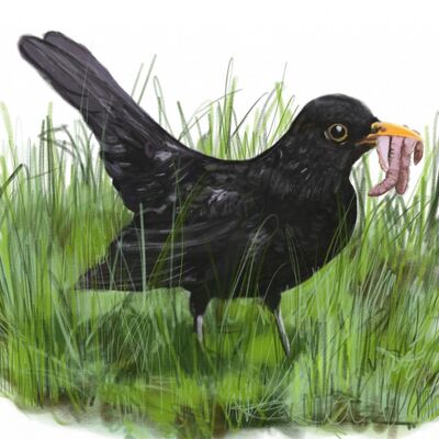 Amsel mit Regenwurm im Schnabel