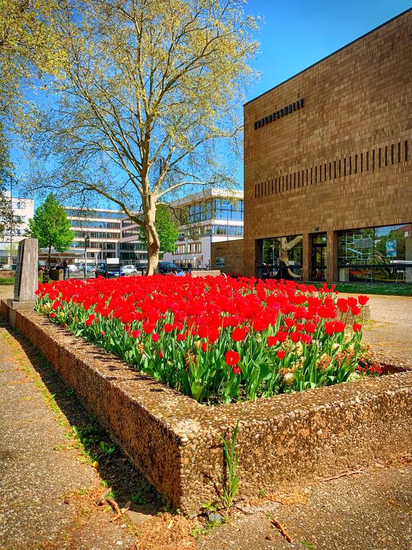 Blumen vor der Kongresshalle