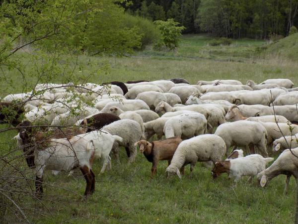 Landschaftspflege durch Schaf- und Ziegenherde auf der Hohen Warte