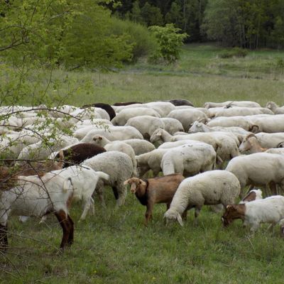 Landschaftspflege durch Schaf- und Ziegenherde auf der Hohen Warte