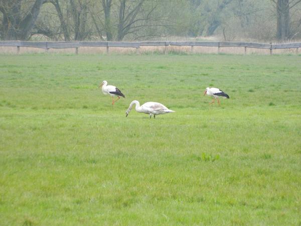 Gro�v�gel in der Lahnaue