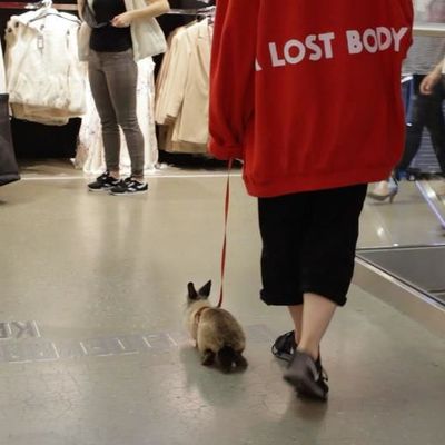CargoCult, rabbit in primark, 2018, Videostill