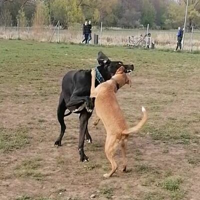 Hundewiese in der Wieseckaue